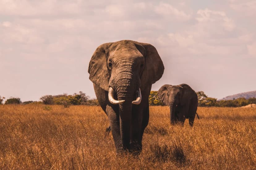 South African Safari